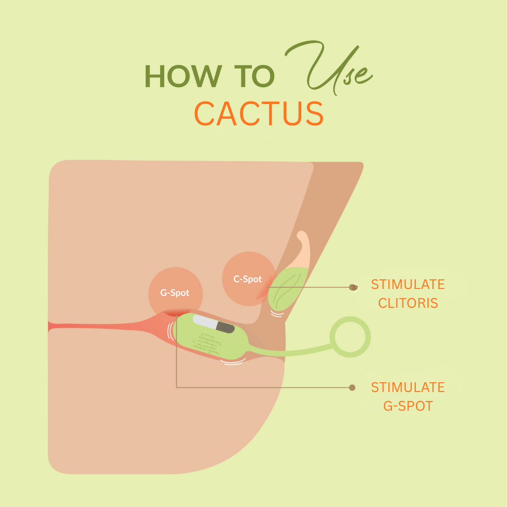 DIDO Cactus