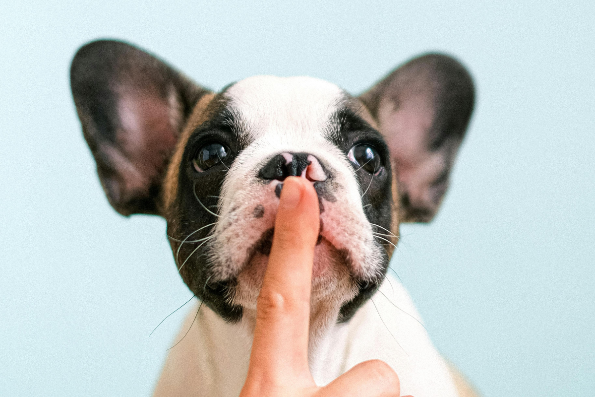 Quiet, Lasting & Confident: The Best Discreet Toys for Shared Spaces